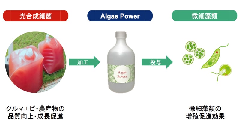 光合成細菌由来の藻類活性化剤の製造・販売